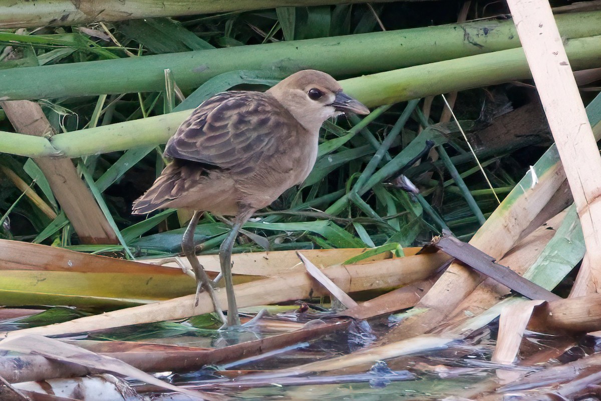 White-browed Crake - ML616343829