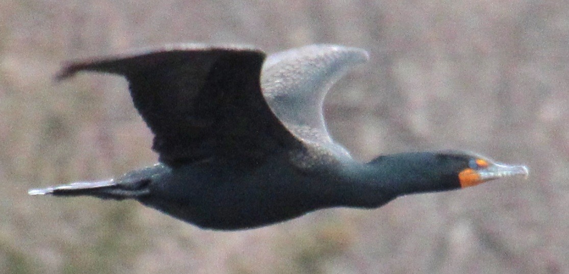 Double-crested Cormorant - ML616343831