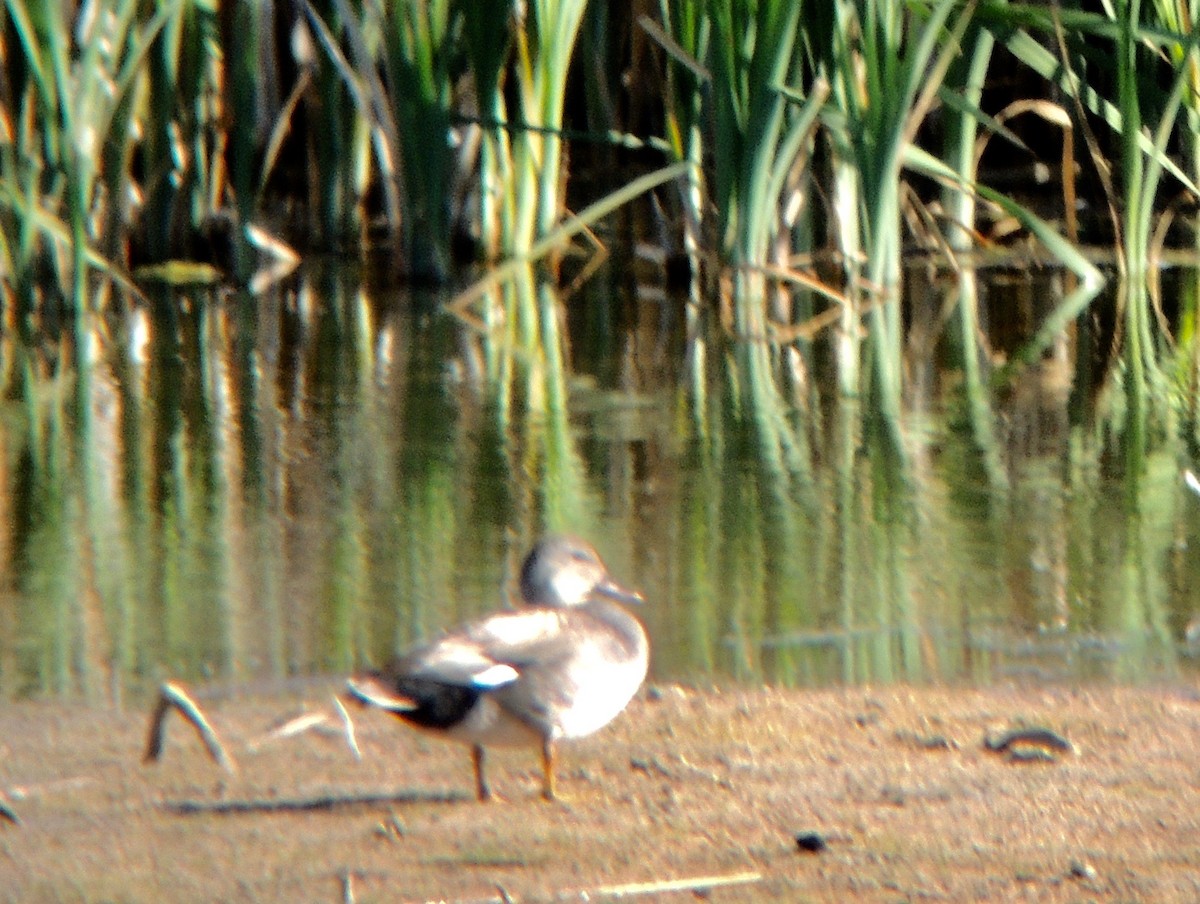 Gadwall - ML616343844