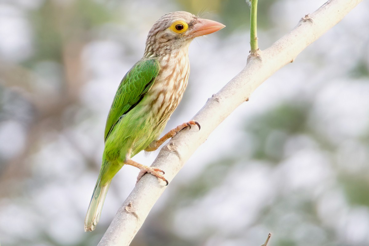 Lineated Barbet - ML616343846