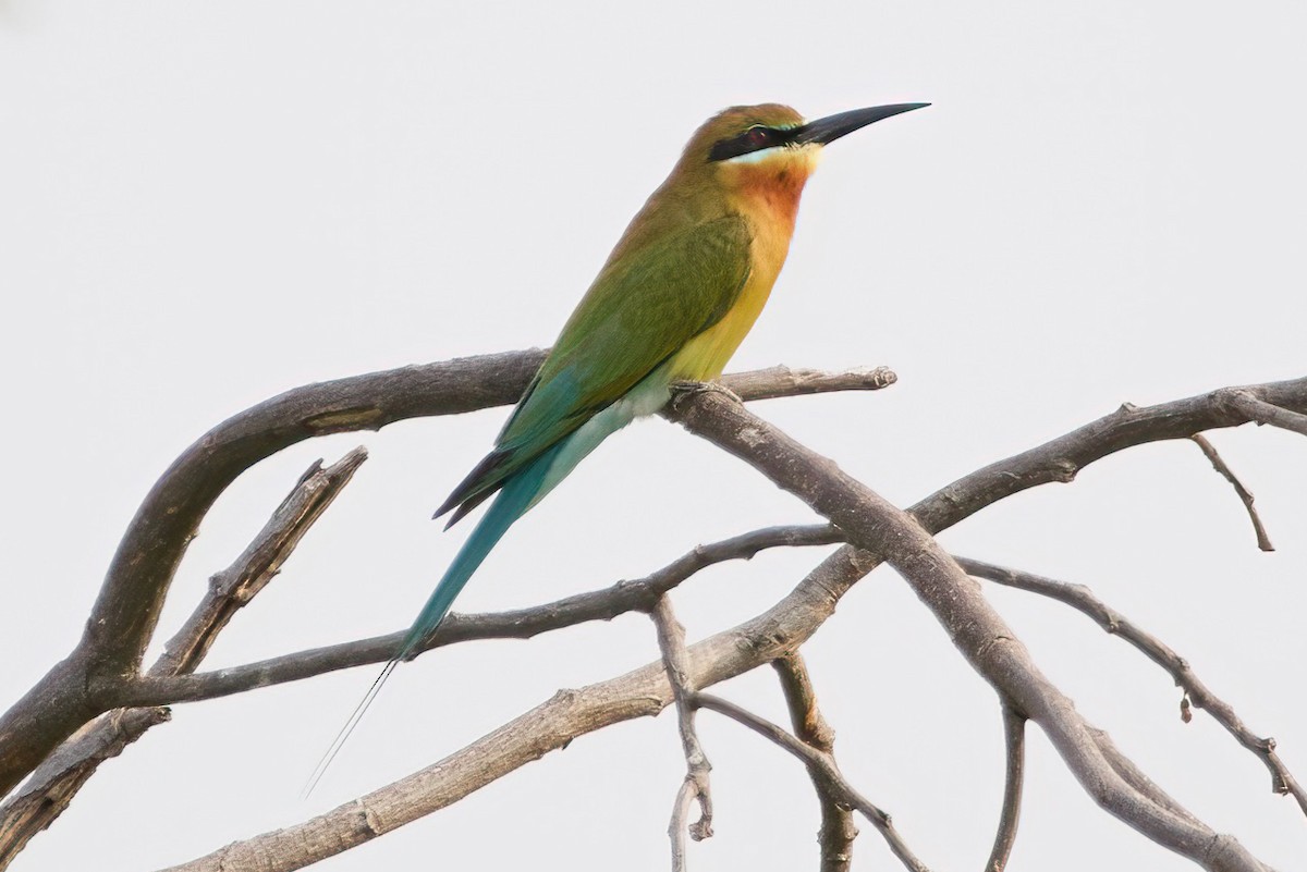 Blue-tailed Bee-eater - ML616343852