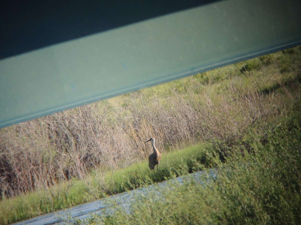 Sandhill Crane - ML616343856