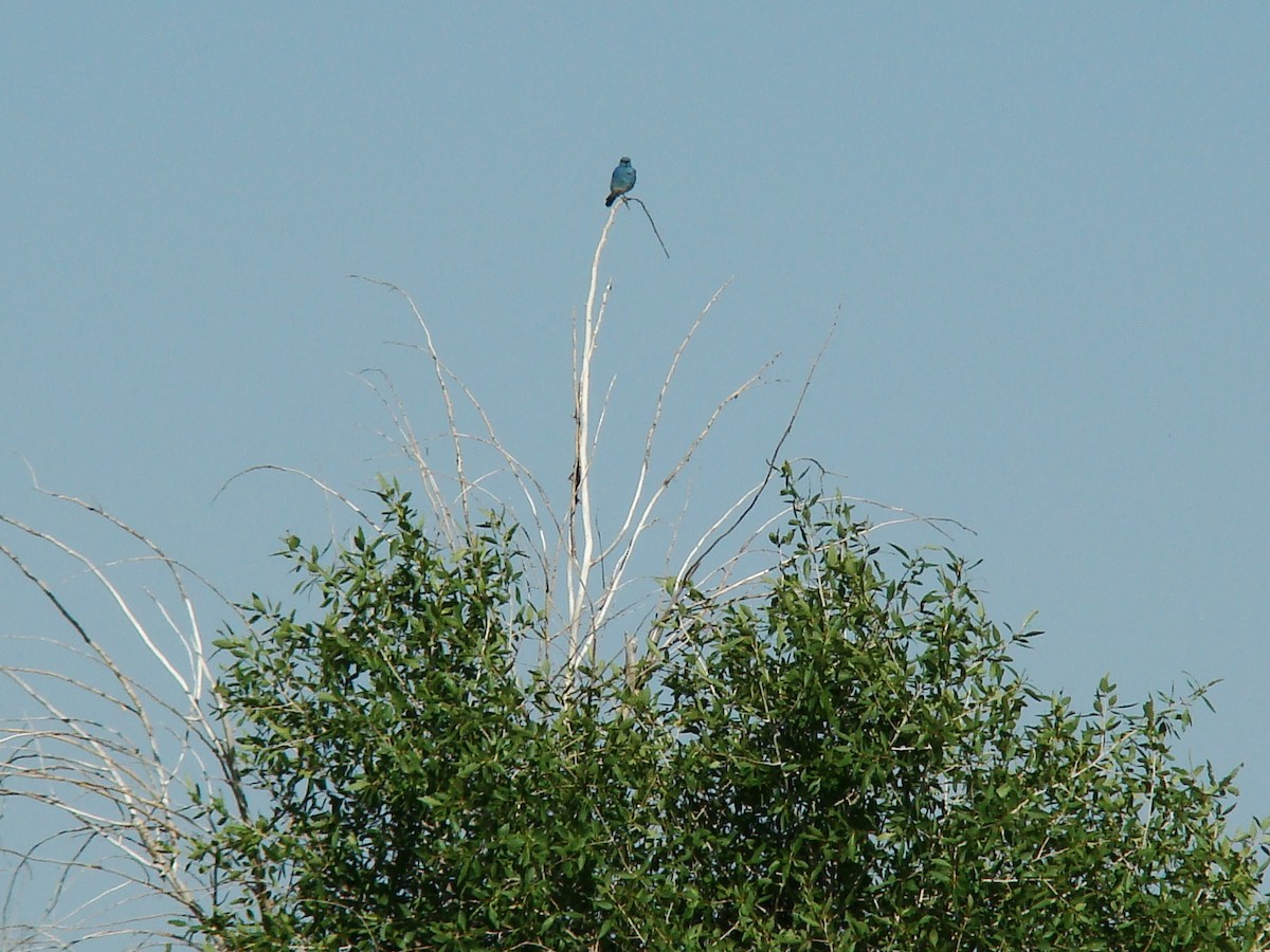 Mountain Bluebird - Peggy Blair