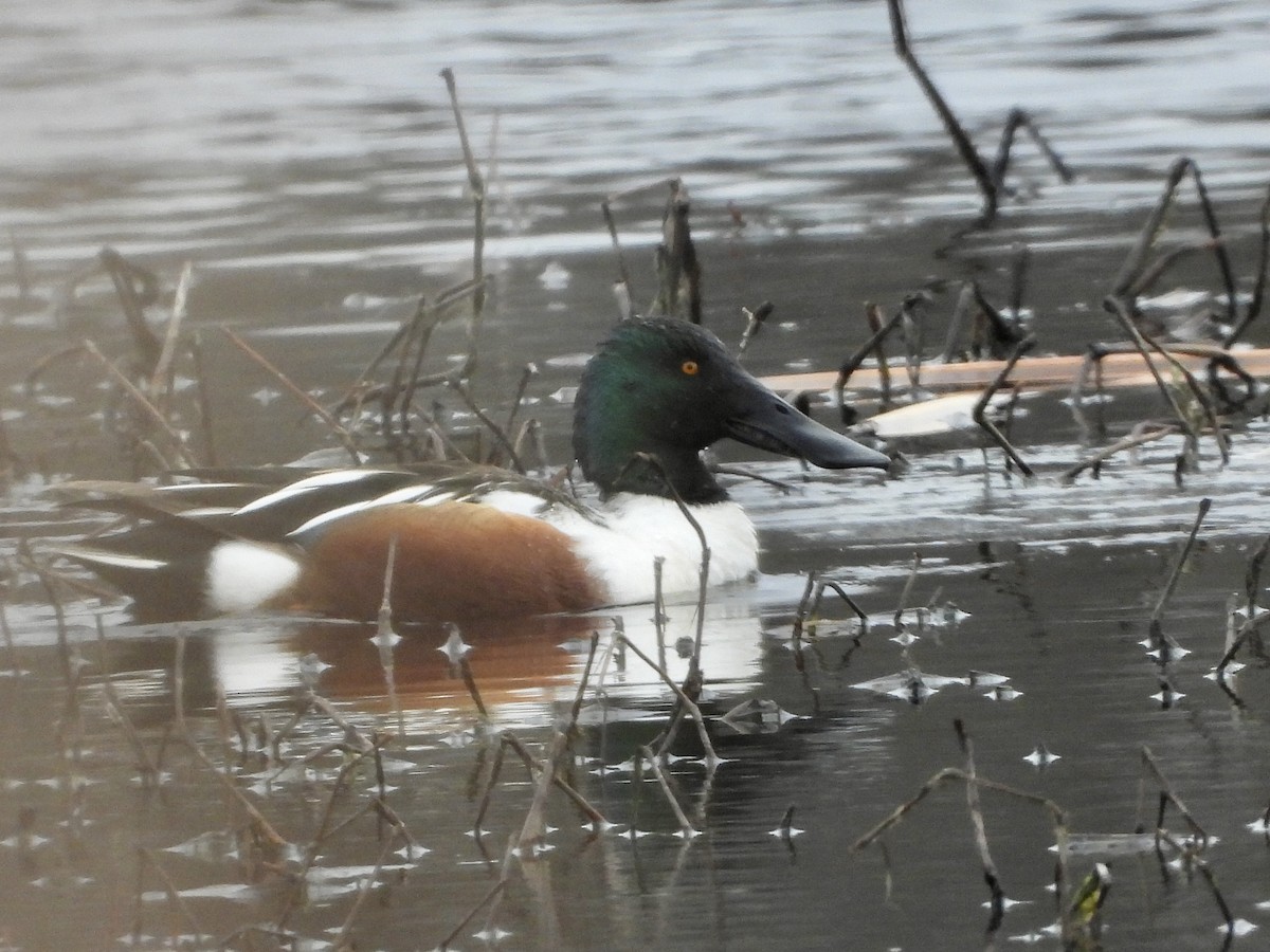 Northern Shoveler - ML616343895