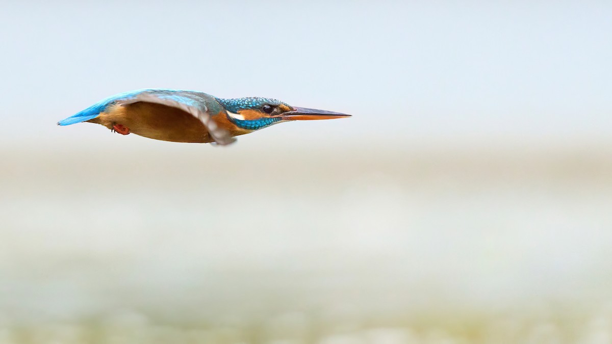 Common Kingfisher - ML616343980