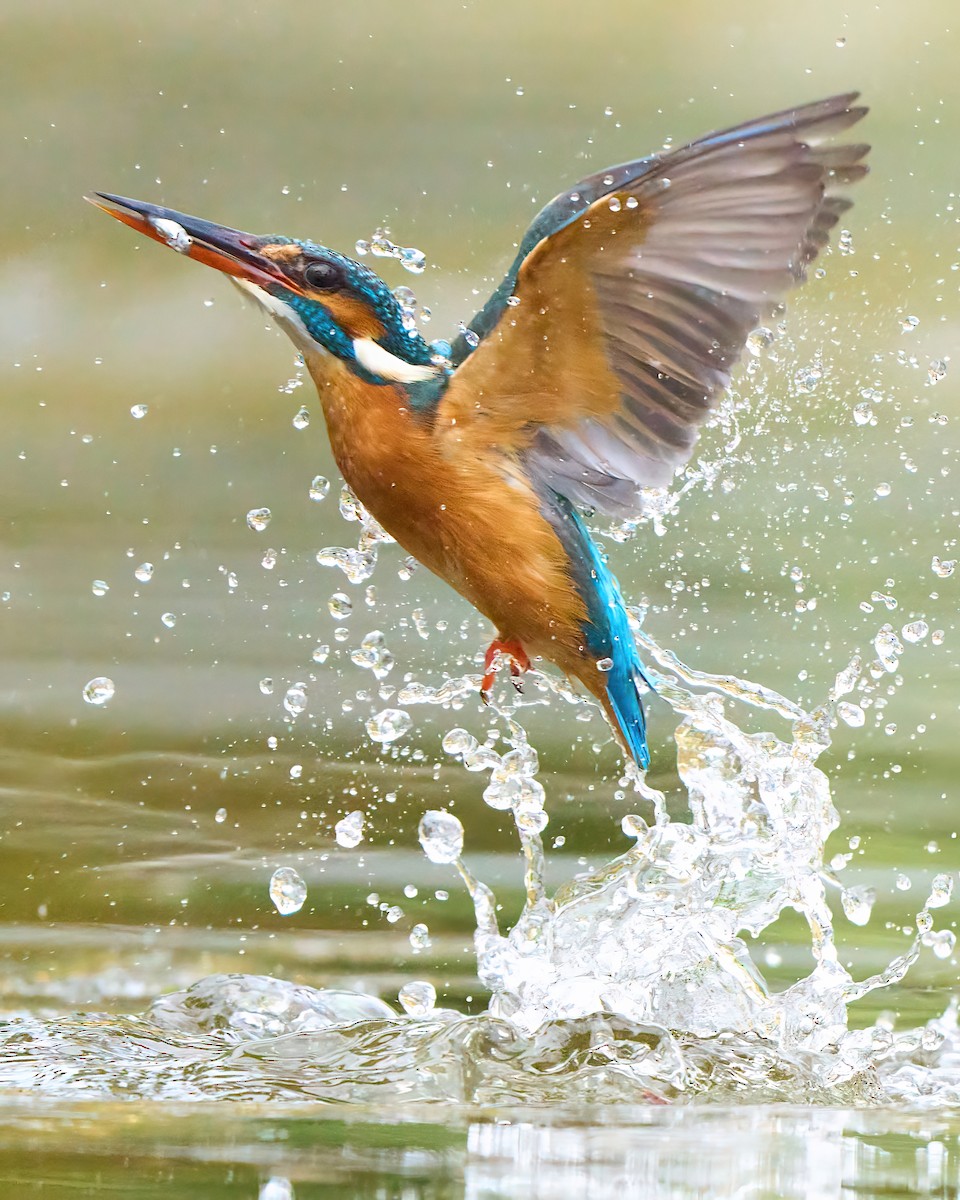 Common Kingfisher - ML616344003
