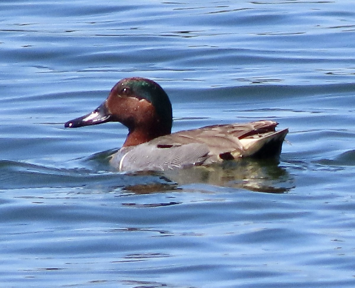 Green-winged Teal - ML616344004