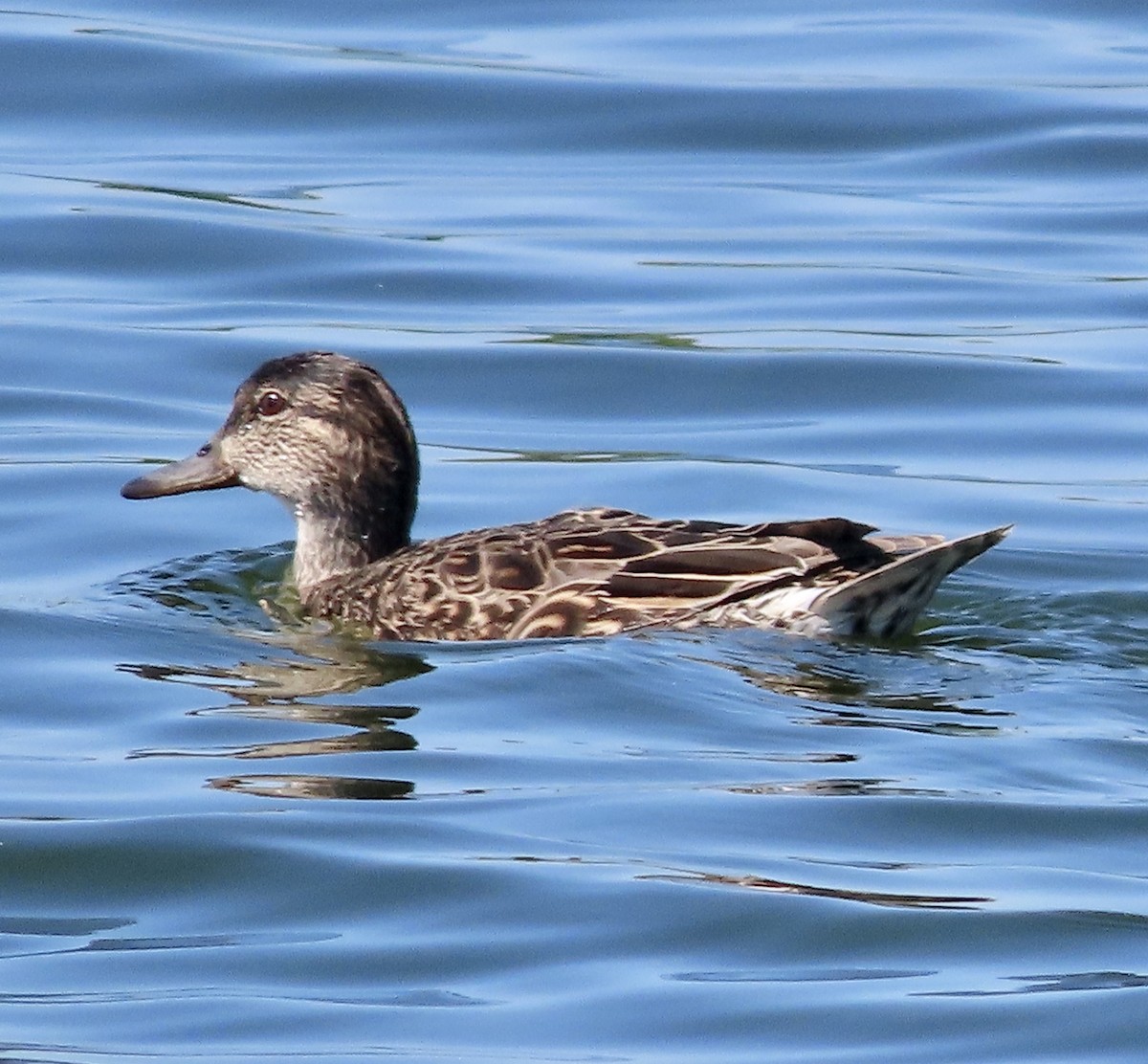 Green-winged Teal - ML616344005