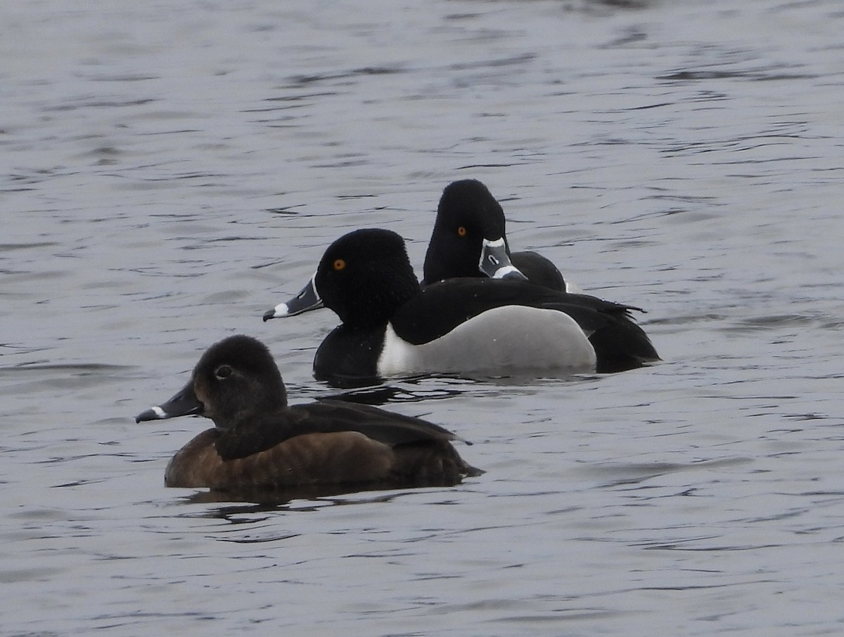 Ring-necked Duck - ML616344045