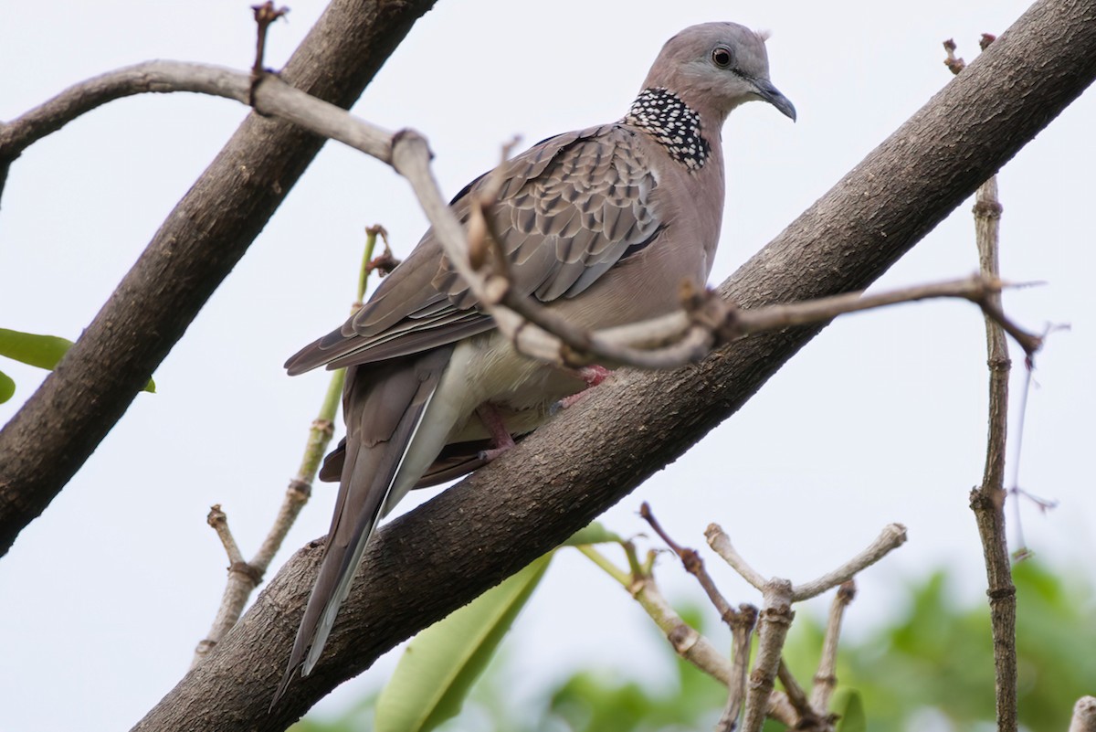 Spotted Dove (Eastern) - ML616344046