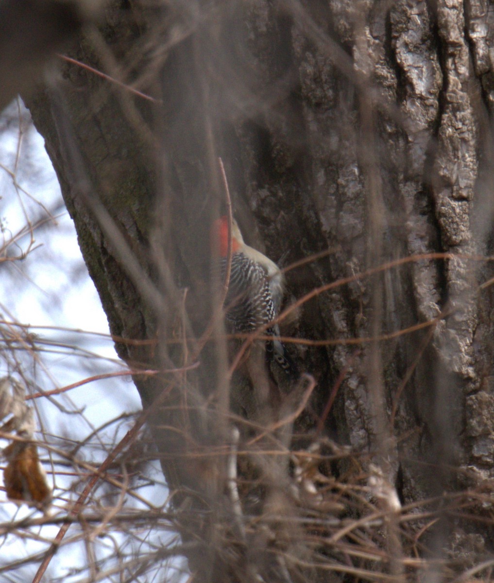 Red-bellied Woodpecker - ML616344094