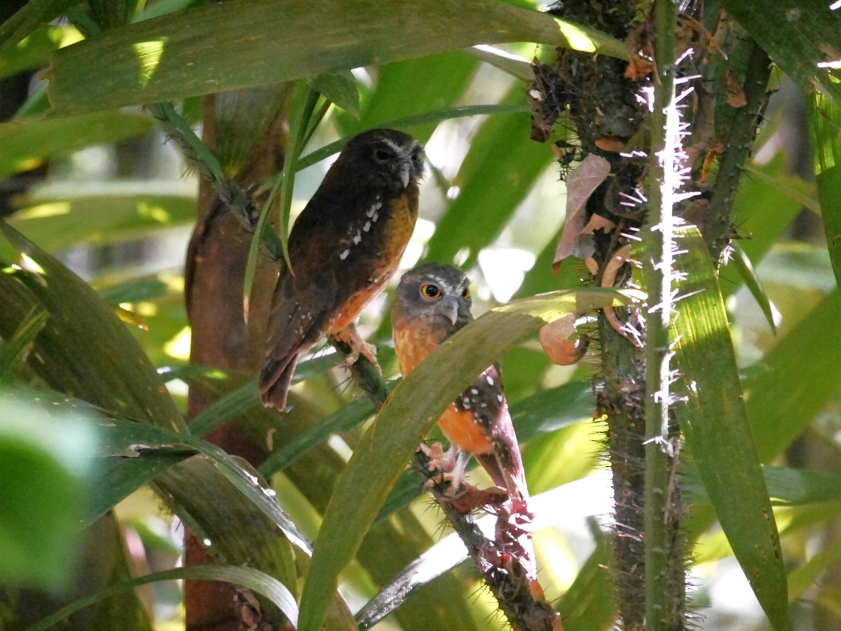 Ochre-bellied Boobook - ML616344097