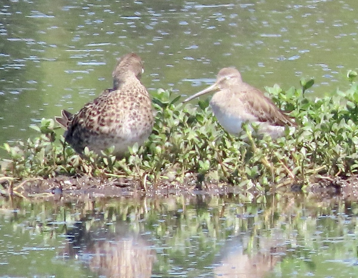 Long-billed Dowitcher - ML616344121