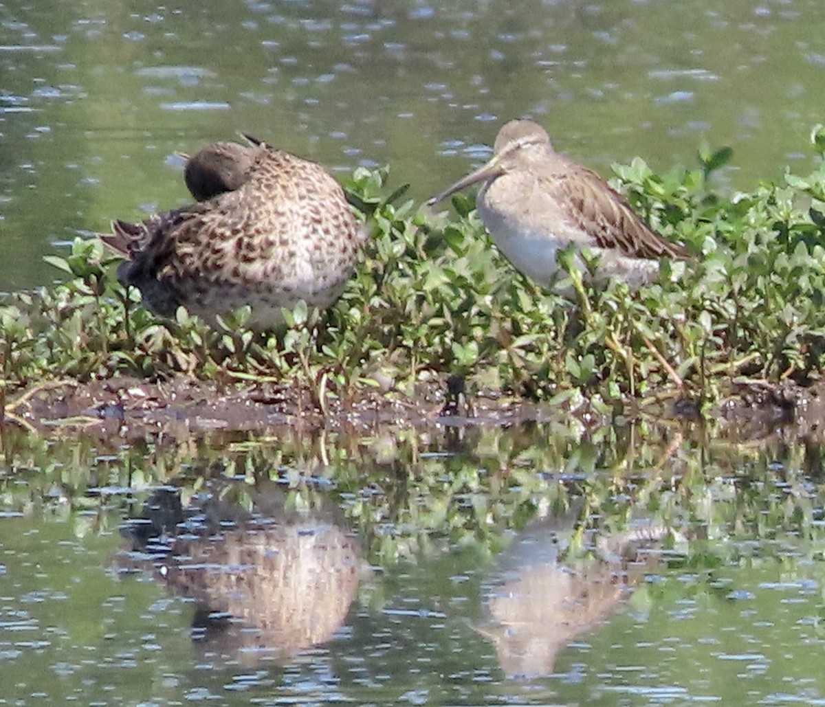 Long-billed Dowitcher - ML616344122