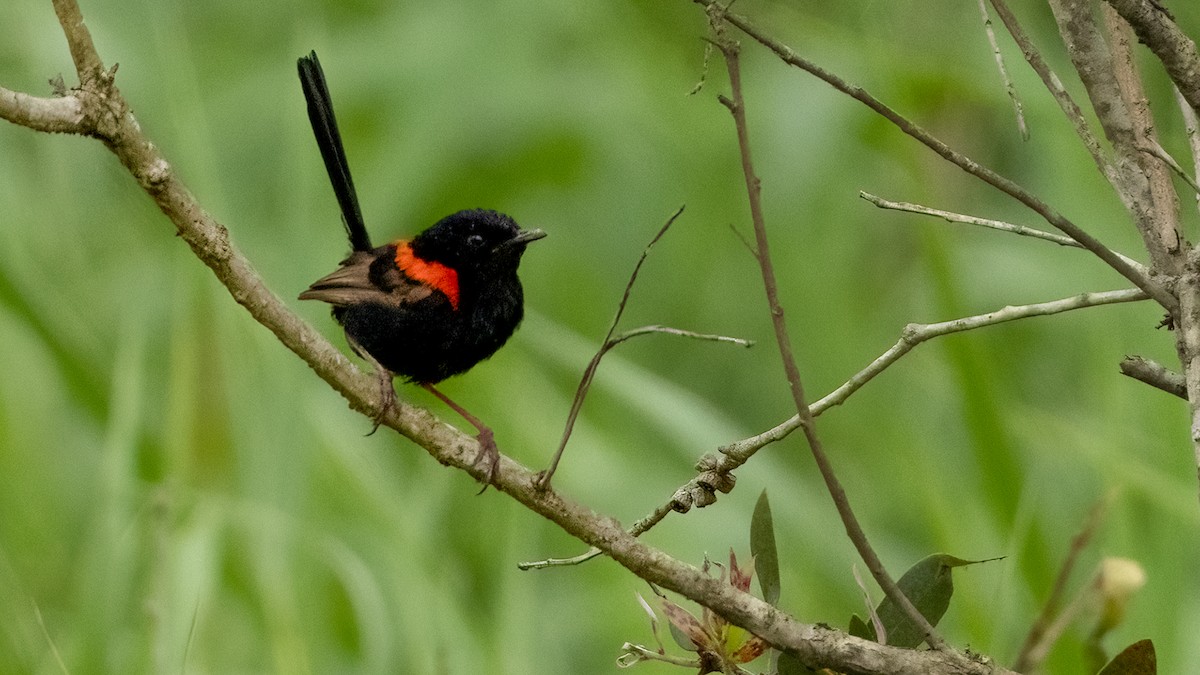 Red-backed Fairywren - ML616344137