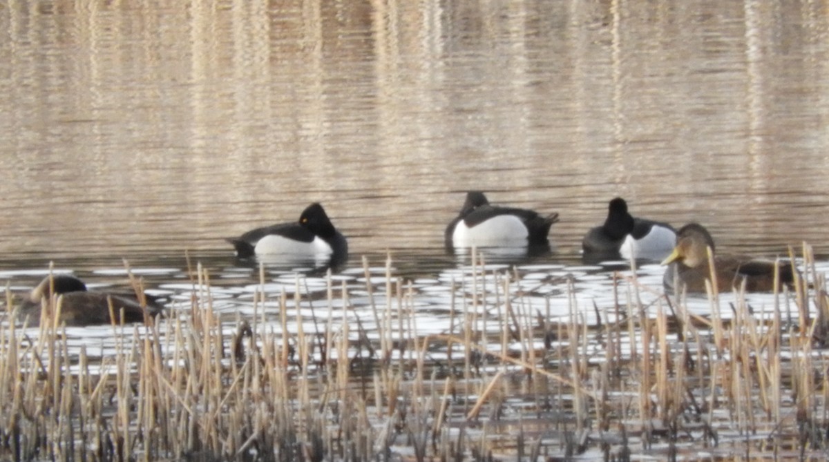 Ring-necked Duck - ML616344146