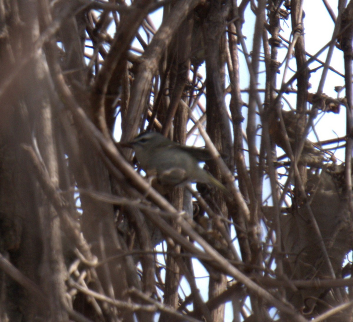 Golden-crowned Kinglet - ML616344156