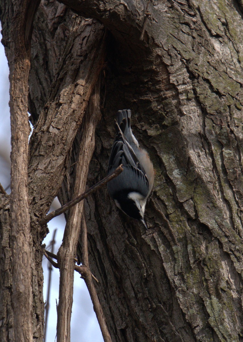 White-breasted Nuthatch - Cindy & Gene Cunningham