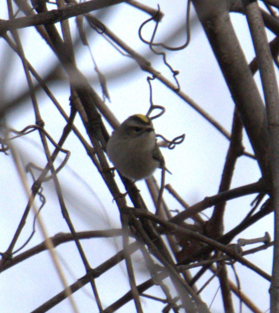 Golden-crowned Kinglet - Cindy & Gene Cunningham