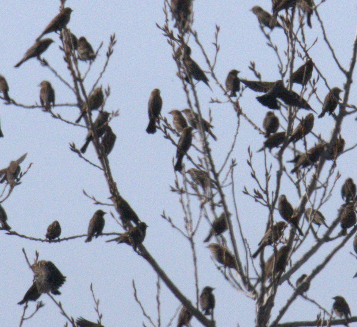 Red-winged Blackbird - ML616344209