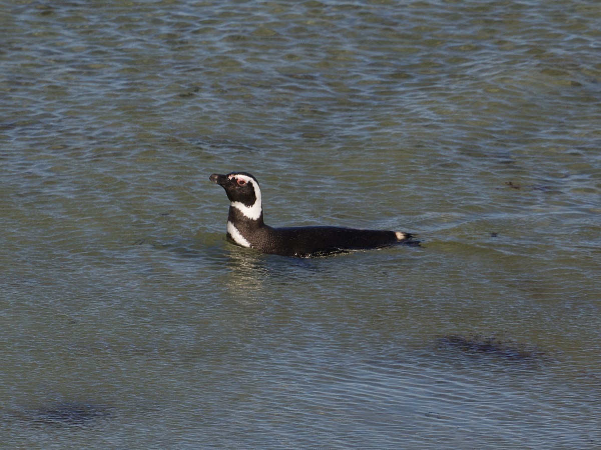 Magellanic Penguin - ML616344219