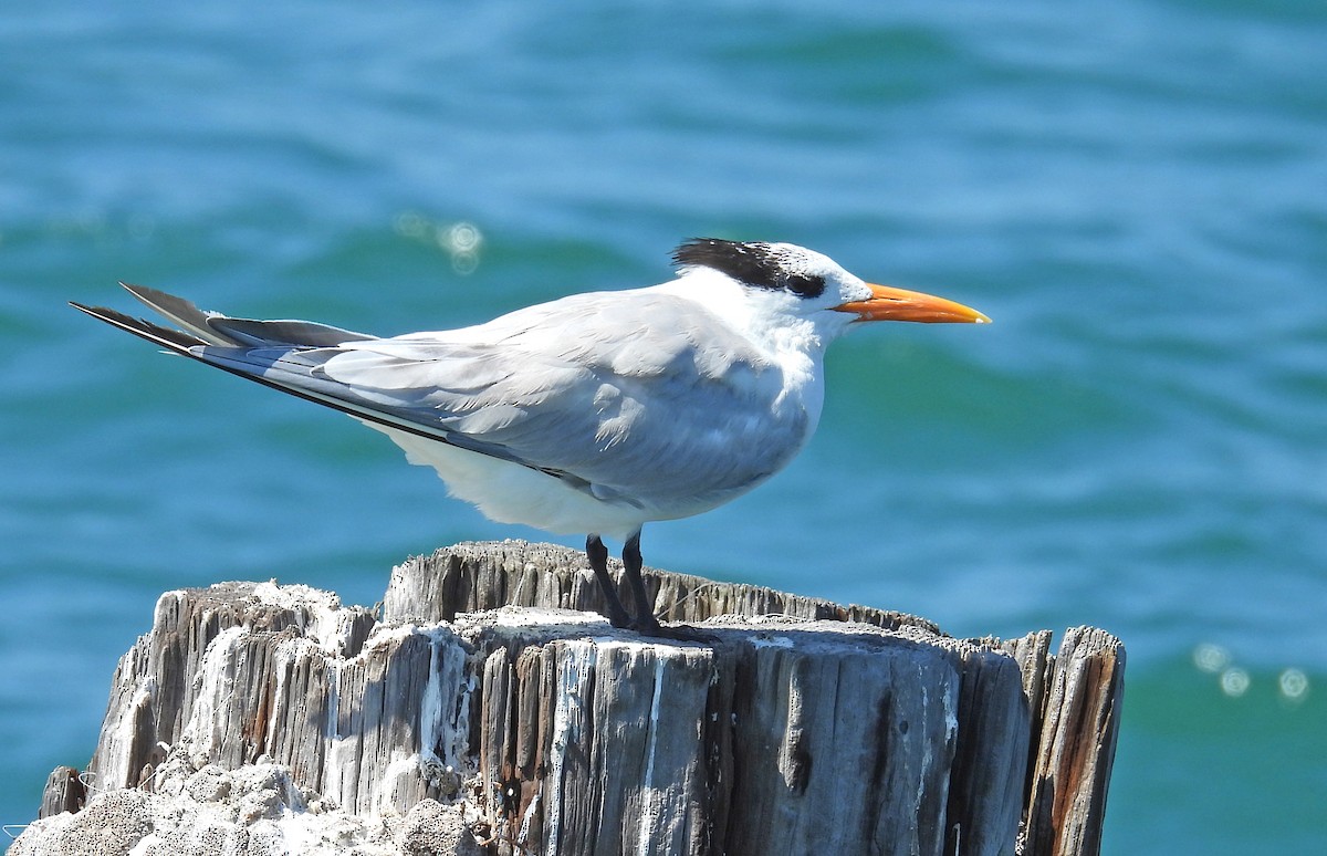 Royal Tern - ML616344224