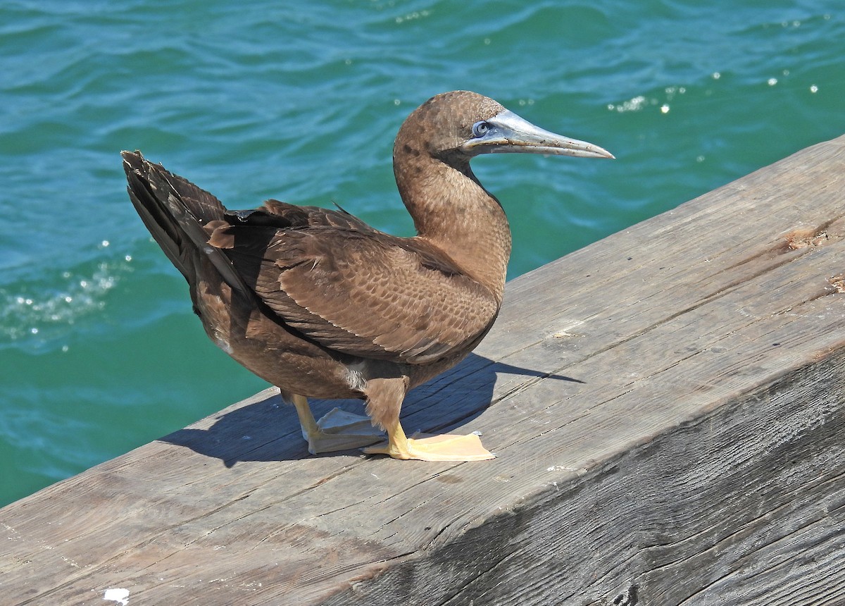 Brown Booby - Jean Iron