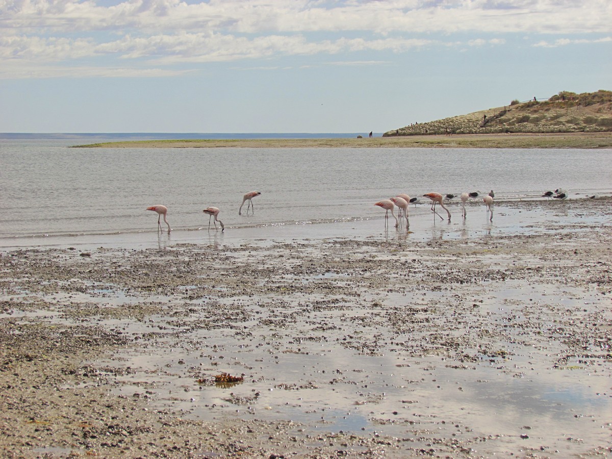 Chilean Flamingo - Julieta Llanos