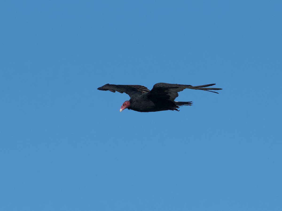 Turkey Vulture (South Temperate) - ML616344380