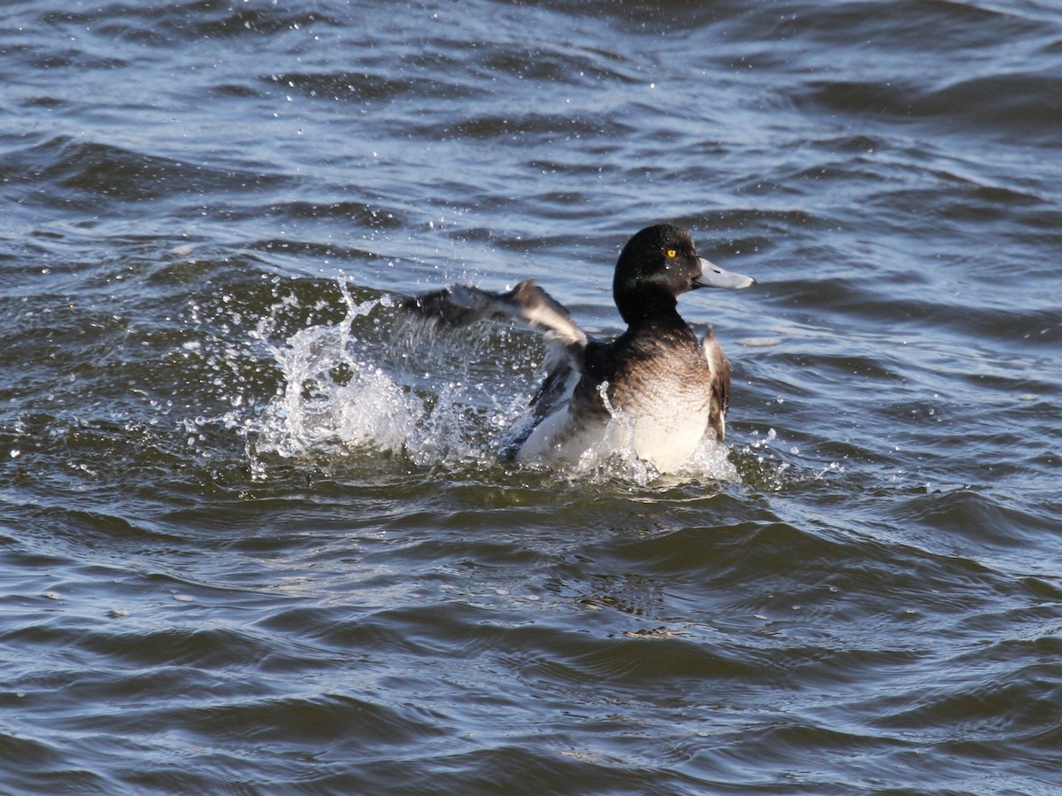 Greater Scaup - ML616344453