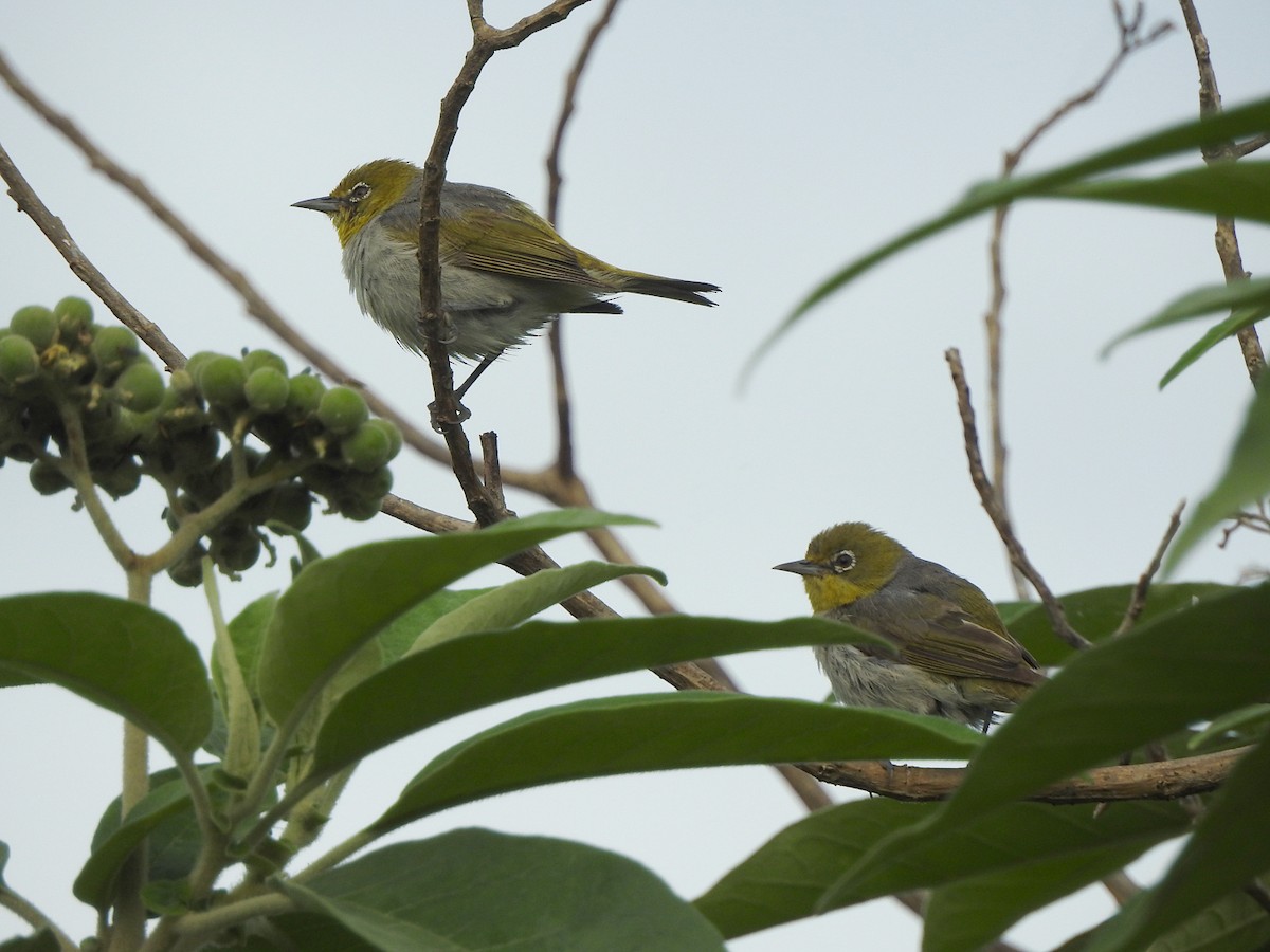 Silvereye - Marie Tarrant