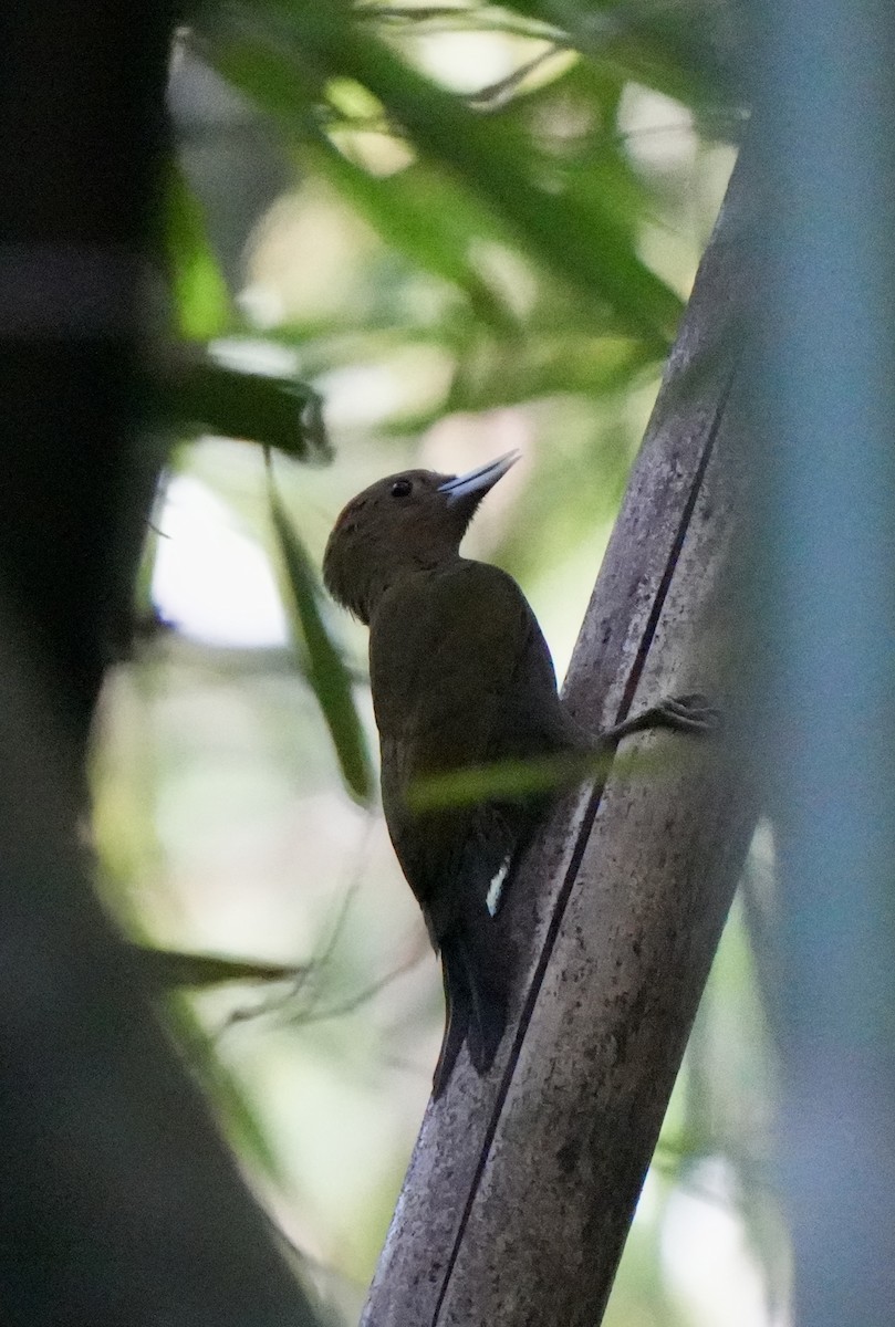 Bamboo Woodpecker - ML616344466