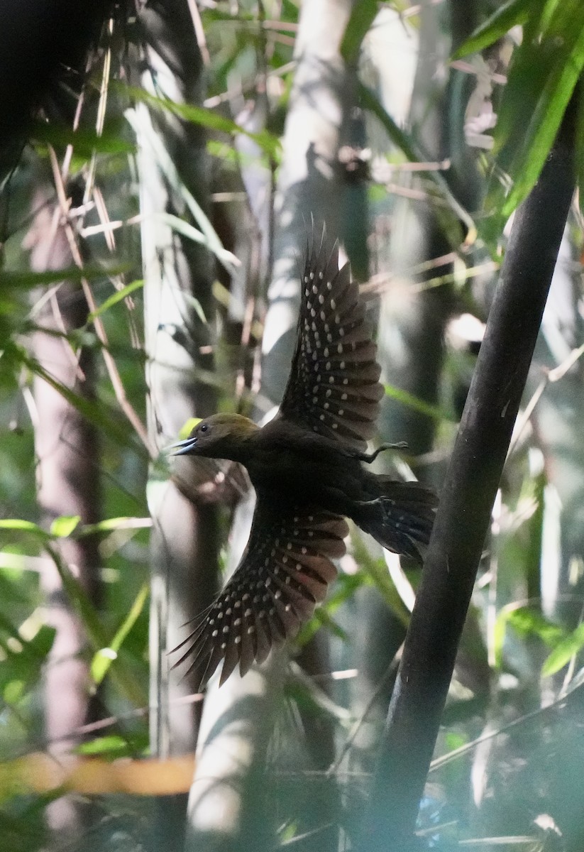 Bamboo Woodpecker - ML616344467