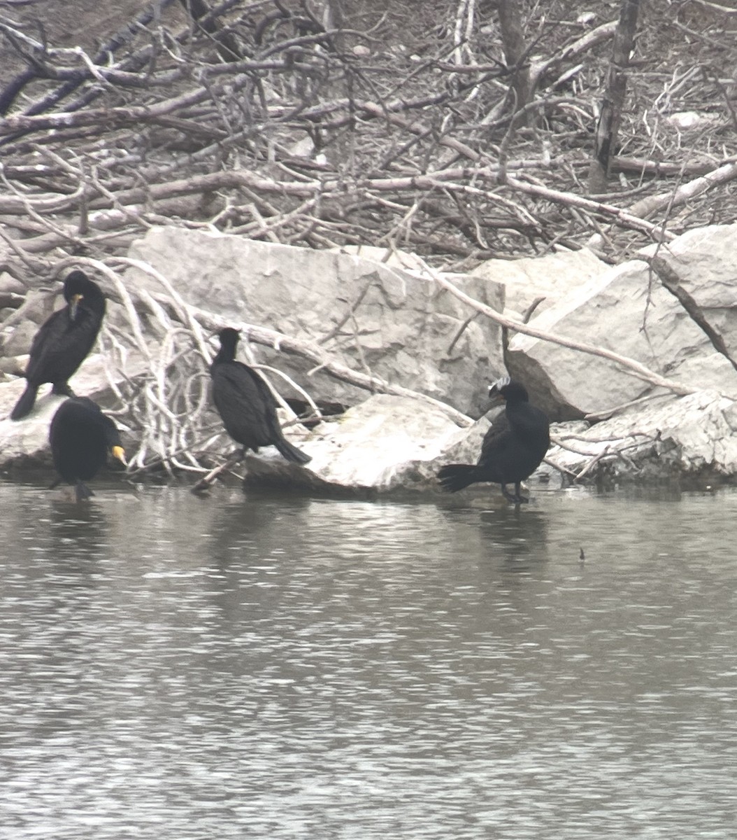 Double-crested Cormorant - Leslie Sours