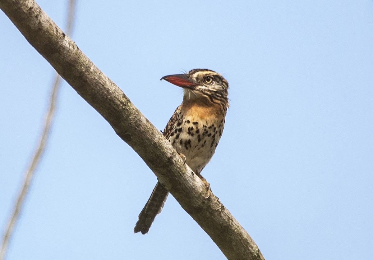 Spot-backed Puffbird (Spot-backed) - ML616344497