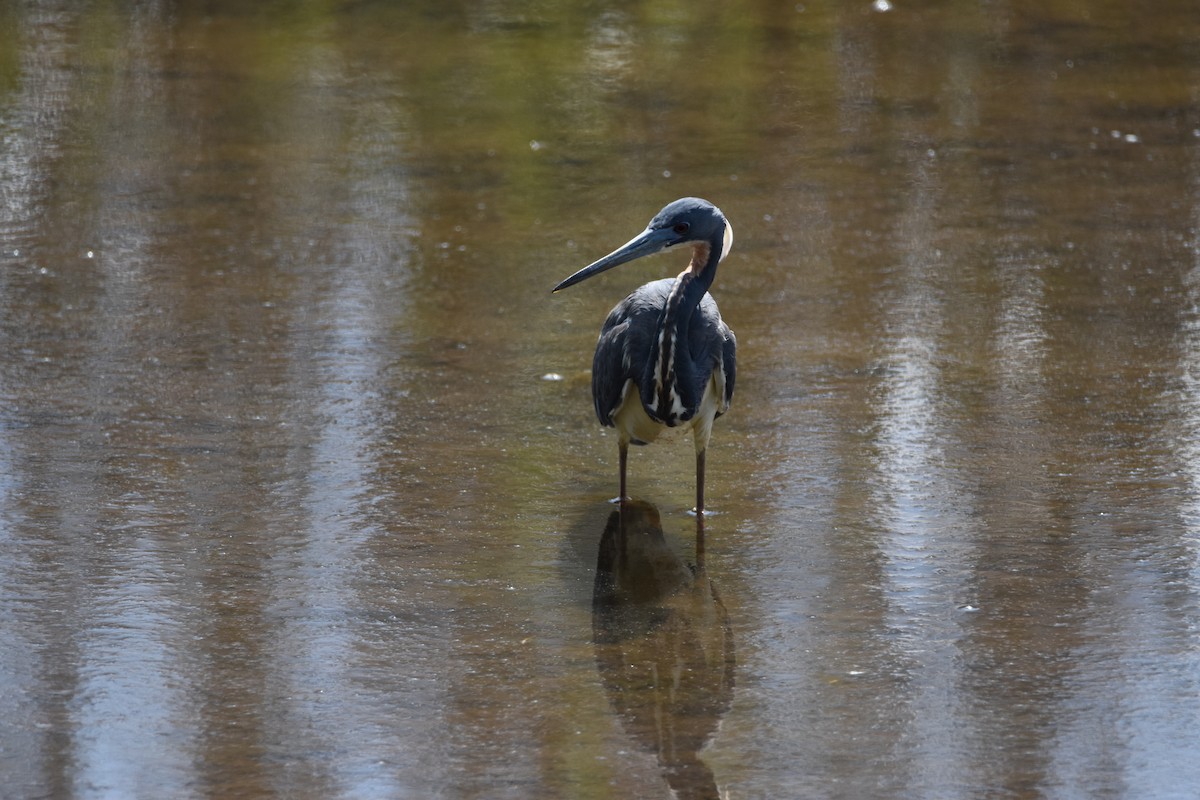 Tricolored Heron - ML616344498
