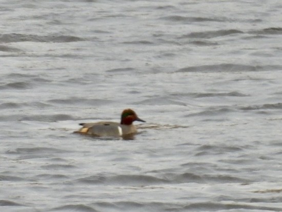 Green-winged Teal - ML616344544