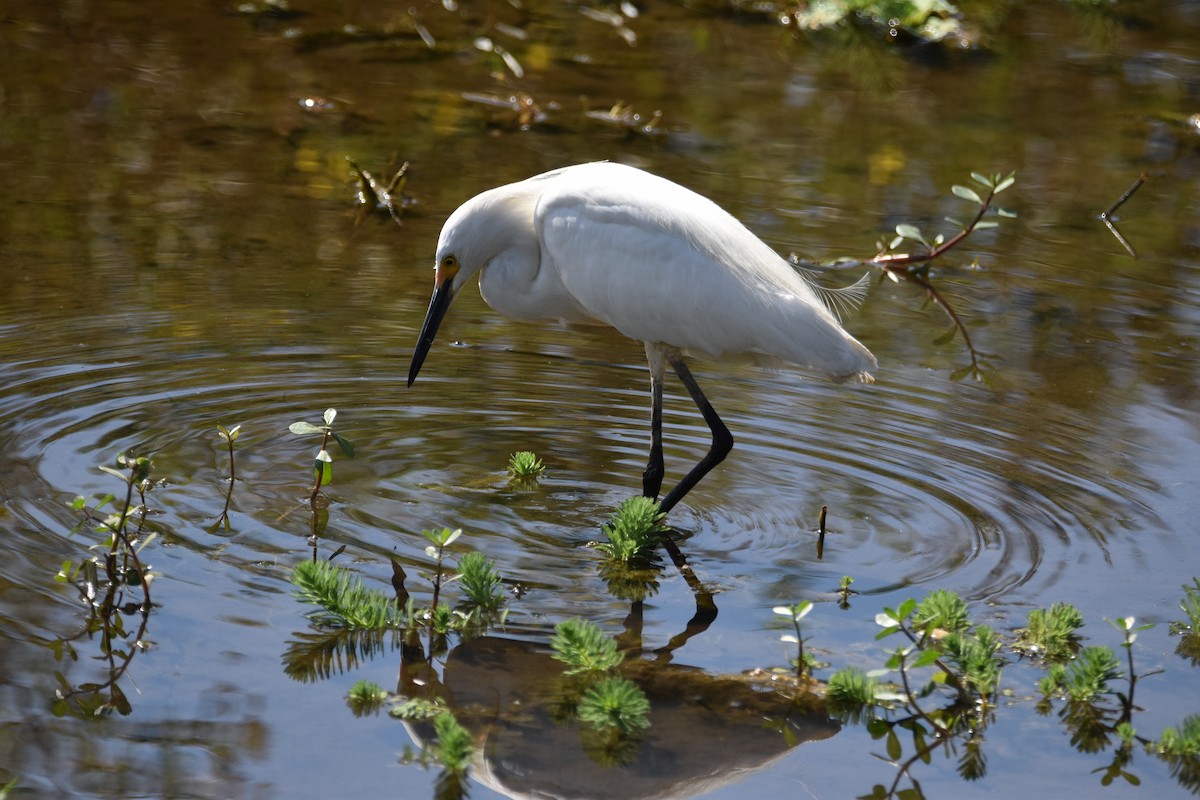 Snowy Egret - ML616344549