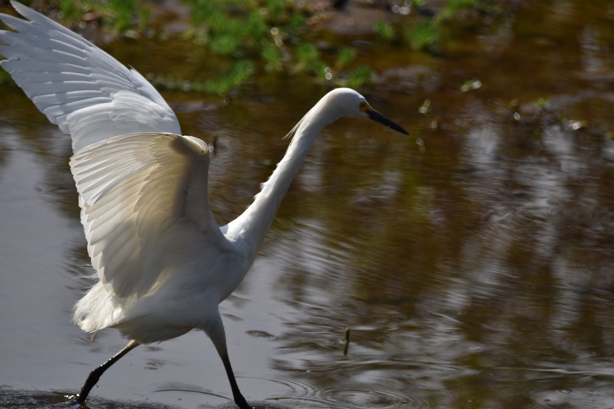 Snowy Egret - ML616344550
