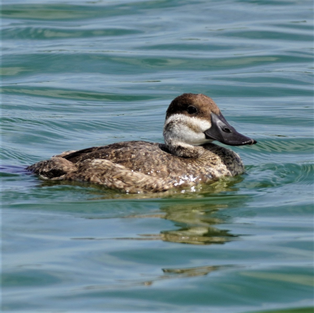 Ruddy Duck - ML616344565