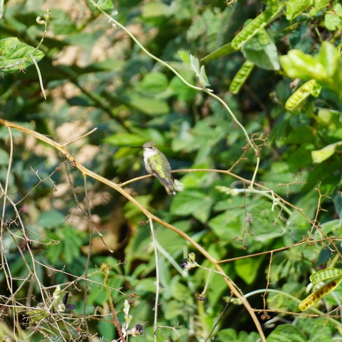 Colibri à gorge noire - ML616344583