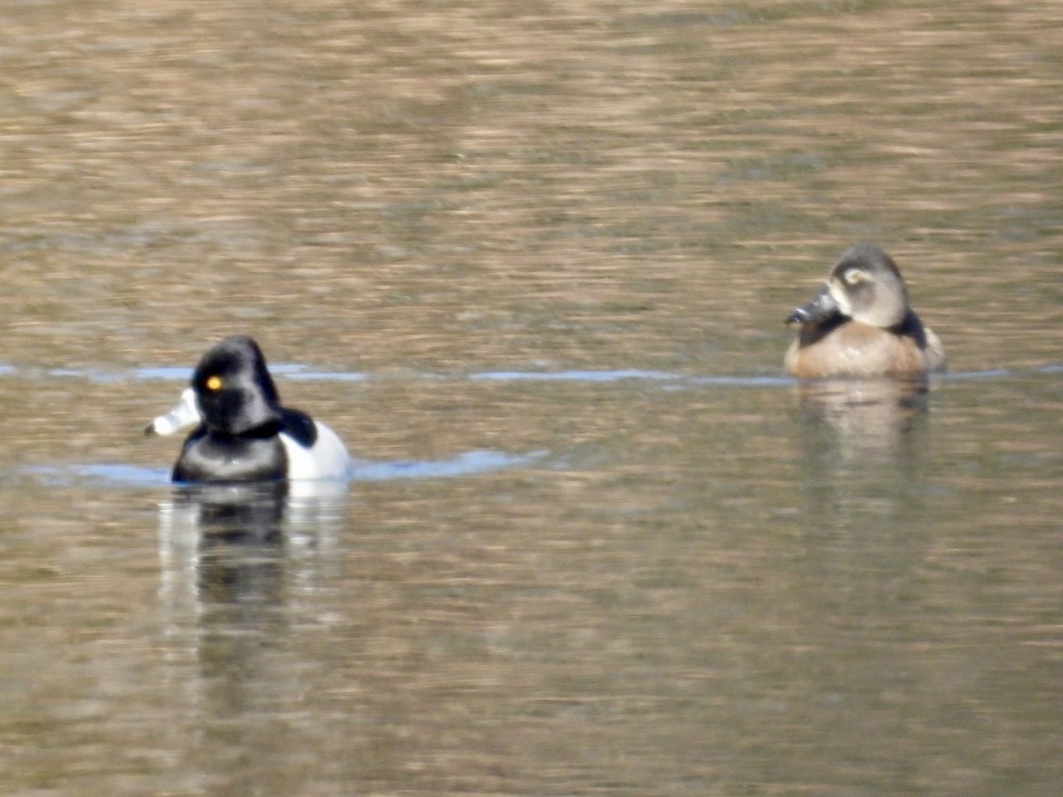 Ring-necked Duck - Donna Reis