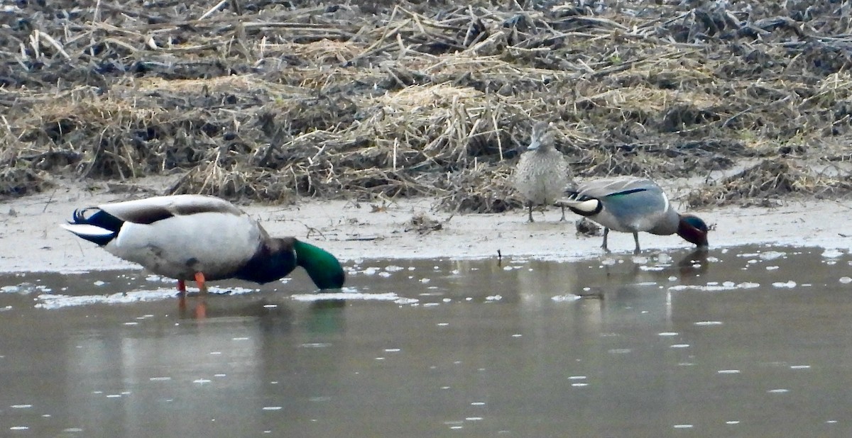 Green-winged Teal - ML616344622