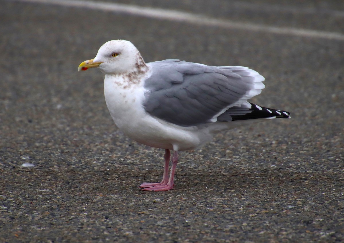 goéland ou mouette sp. - ML616344642