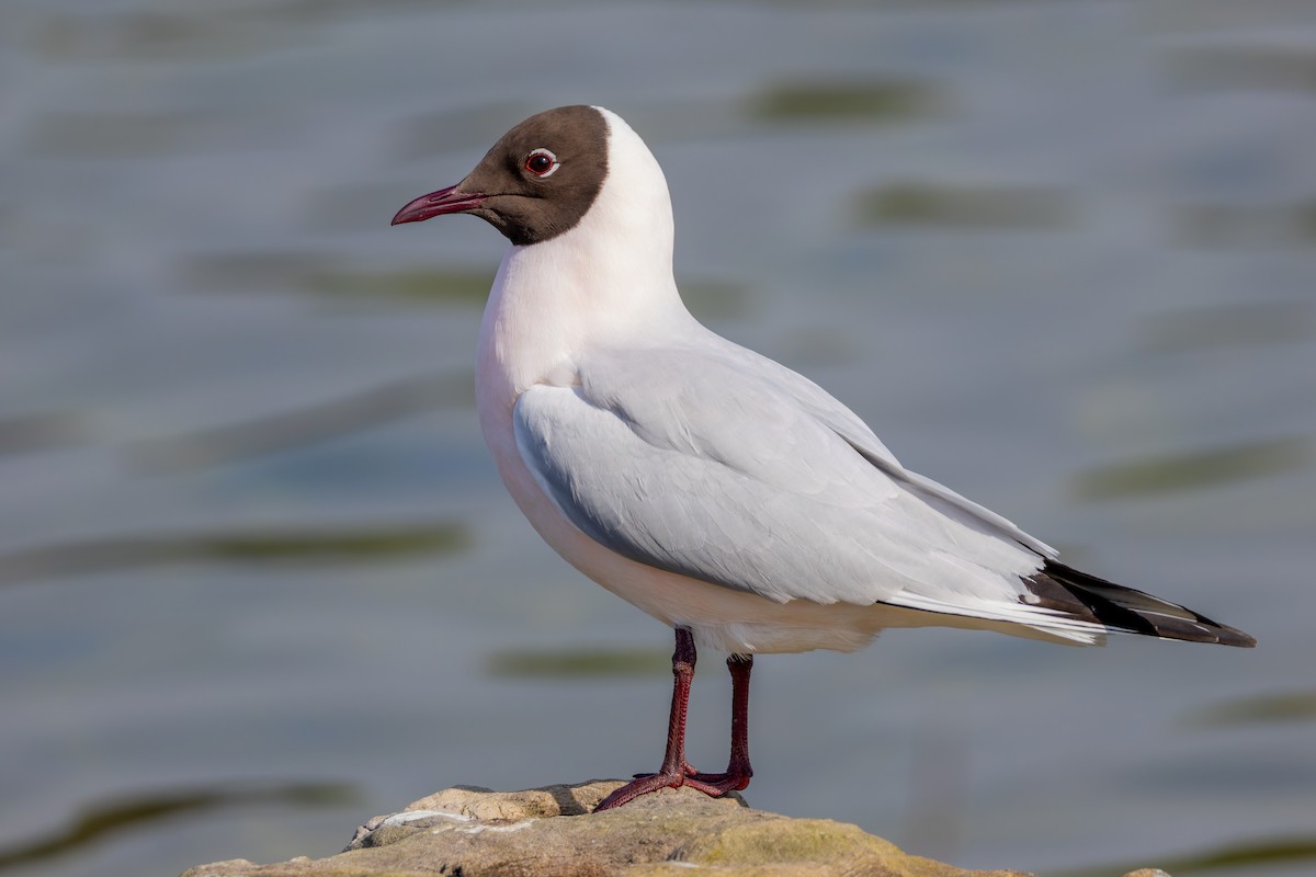 Black-headed Gull - ML616344647