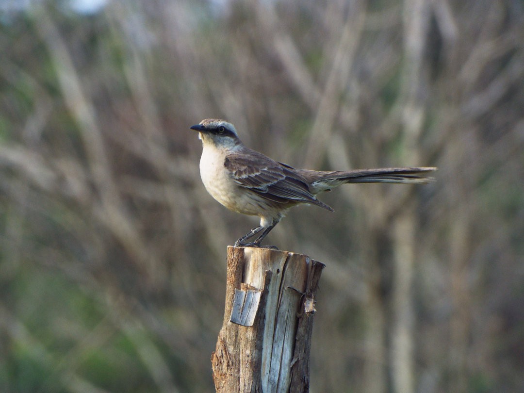 Chalk-browed Mockingbird - ML616344648