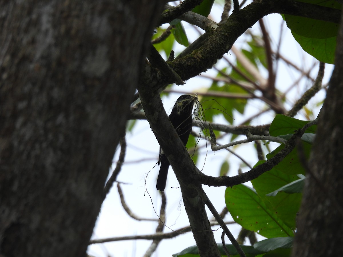 Black-billed Streamertail - Pat  Lueders