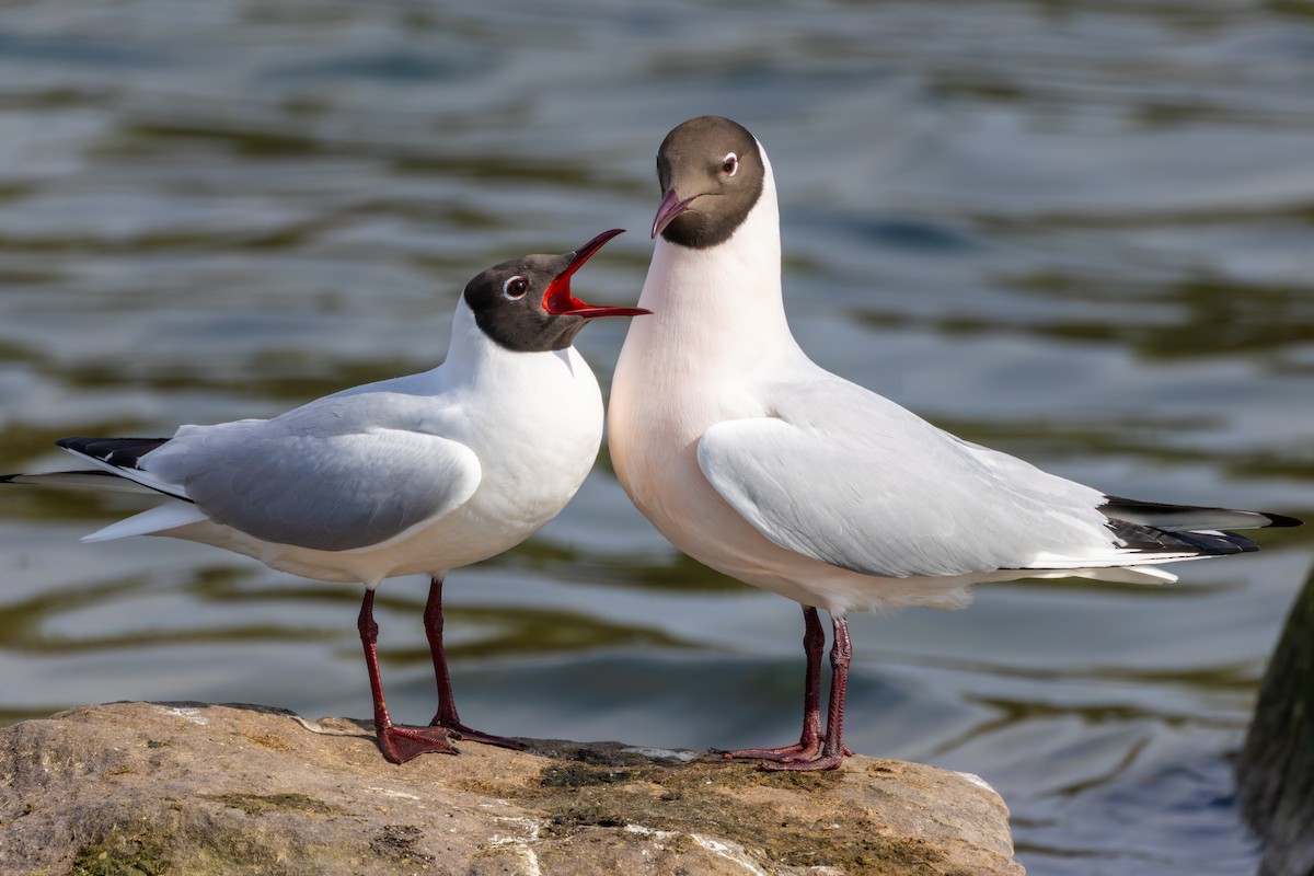 Black-headed Gull - ML616344727