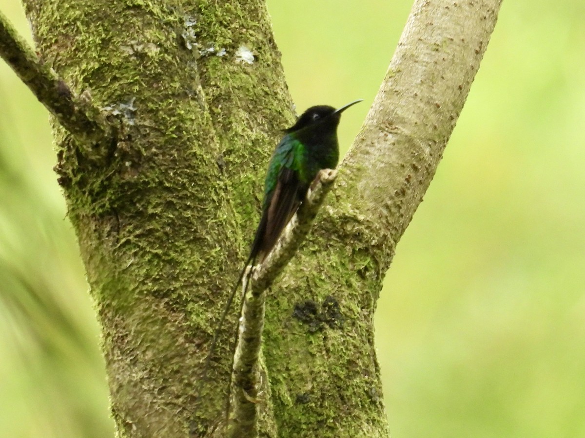 Black-billed Streamertail - ML616344728