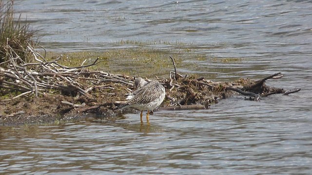 Greater Yellowlegs - ML616344732